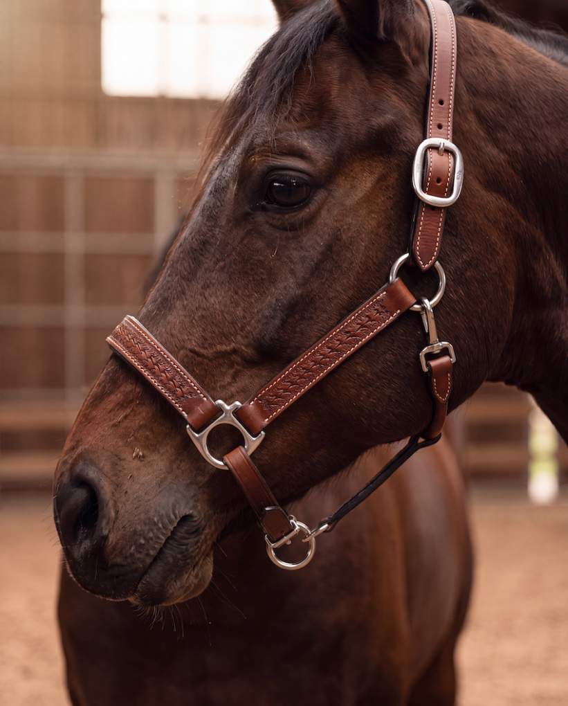 Design Edge Leather Halter Brown